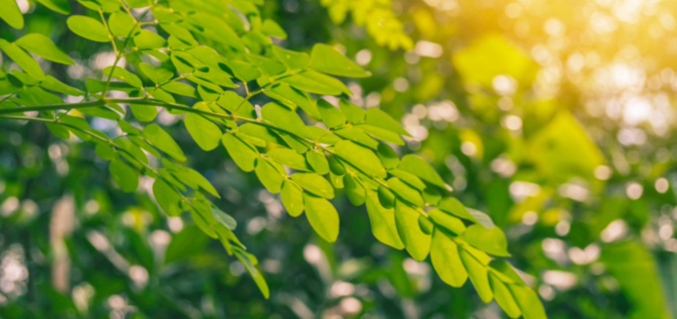 Les bienfaits du moringa pendant l'allaitement