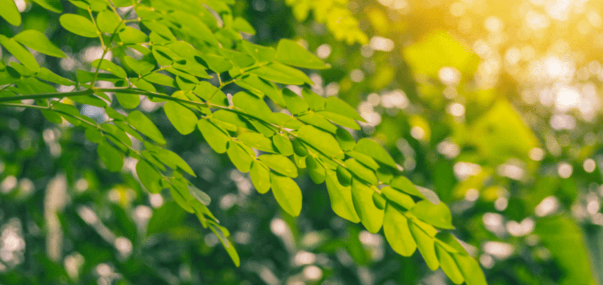 Les bienfaits du moringa pendant l'allaitement