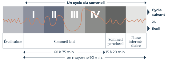Un cycle du sommeil