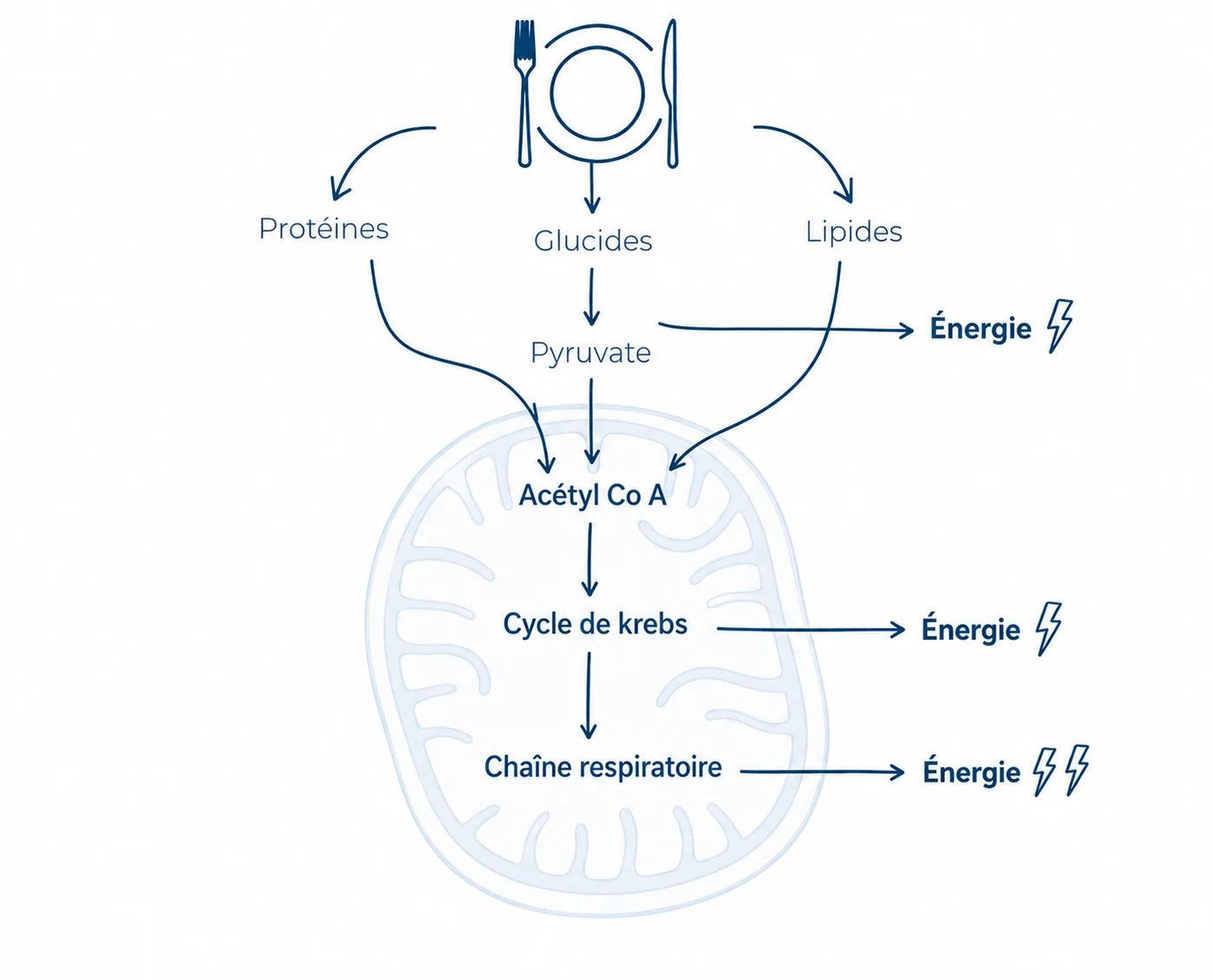 Schéma du mécanisme énergétique