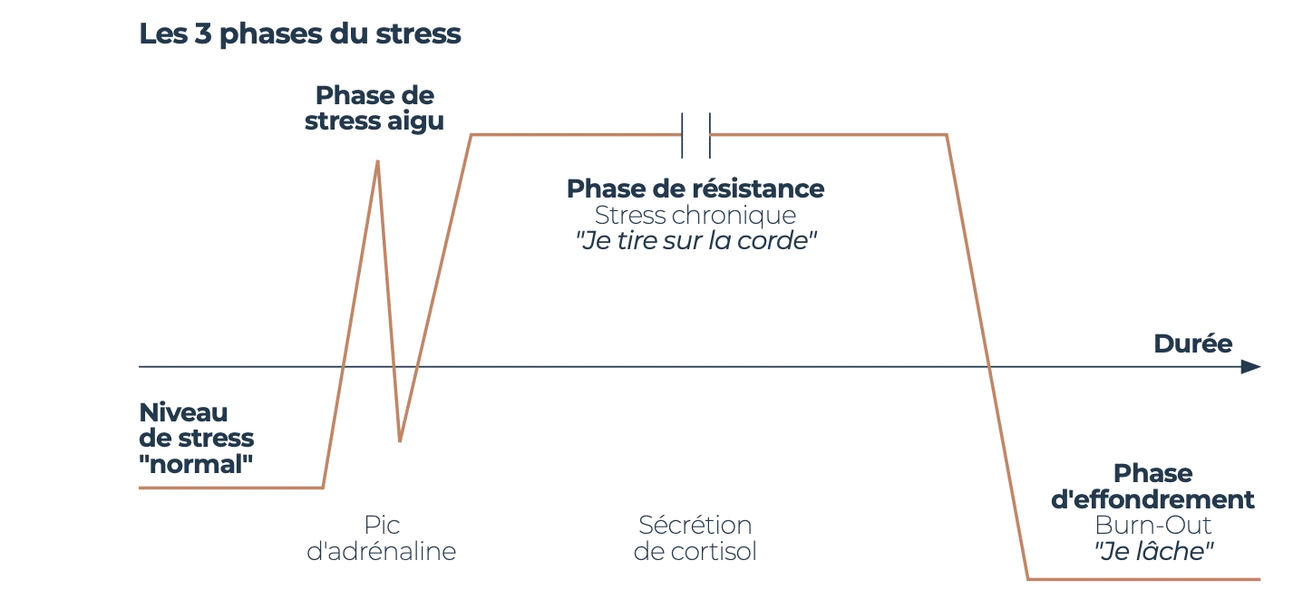 Les 3 phases du stress