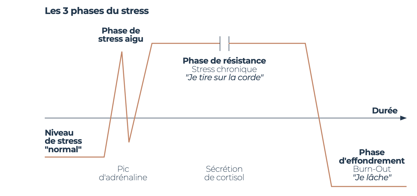 Les 3 phases du stress